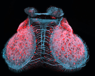 Illustration for article titled Remarkable Nikon Small World Microscope Photography Winners